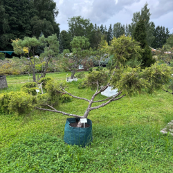 Kadagys (Juniperus) BONSAI formos