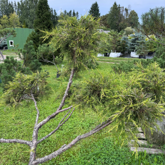 Kadagys (Juniperus) BONSAI formos