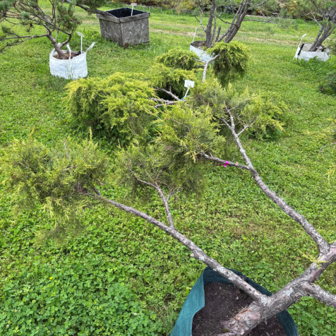 Kadagys (Juniperus) BONSAI formos