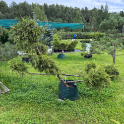 Kadagys (Juniperus) BONSAI formos