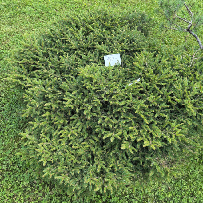 Eglė paprastoji (Picea abies)