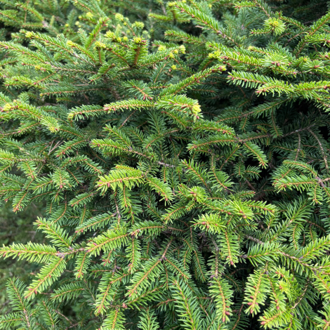 Eglė paprastoji (Picea abies)