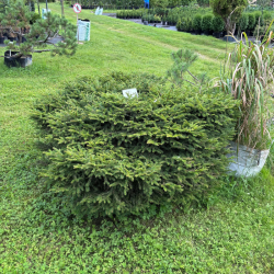 Eglė paprastoji (Picea abies)