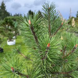 Pušis kalninė (Pinus mugo)  - formuota