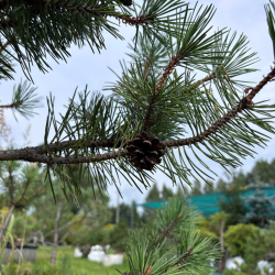 Pušis kalninė (Pinus mugo)  - formuota