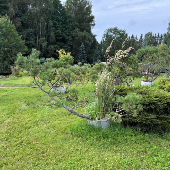 Pušis kalninė (Pinus mugo)  - formuota