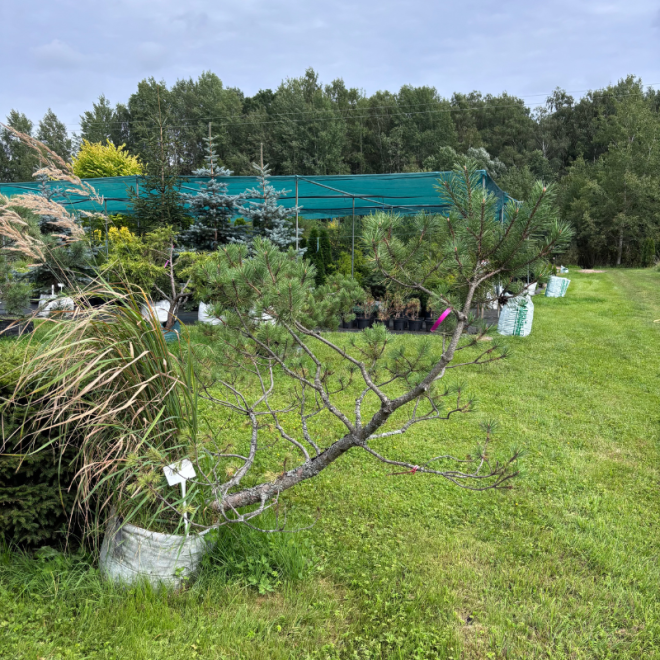 Pušis kalninė (Pinus mugo)  - formuota