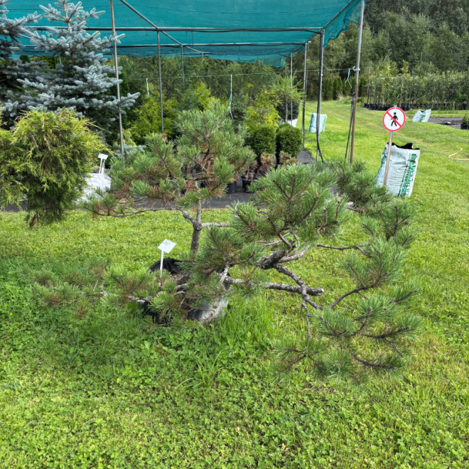 Pušis kalninė (Pinus mugo)  - formuota