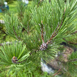 Pušis kalninė (Pinus mugo)  - formuota