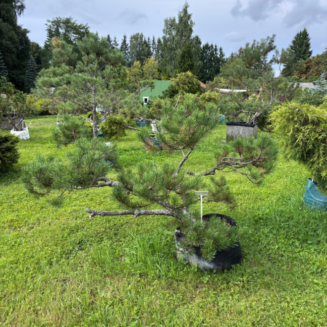 Pušis kalninė (Pinus mugo)  - formuota