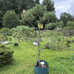Pušis kalninė (Pinus mugo)  - formuota