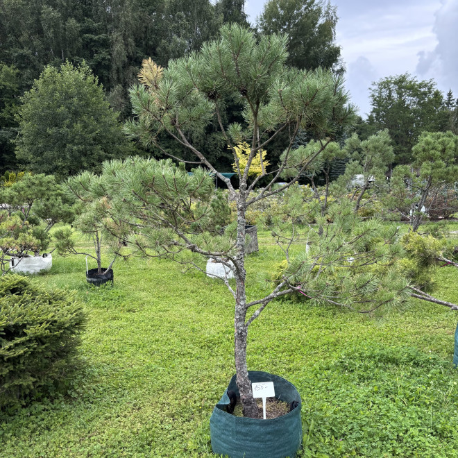 Pušis kalninė (Pinus mugo)  - formuota