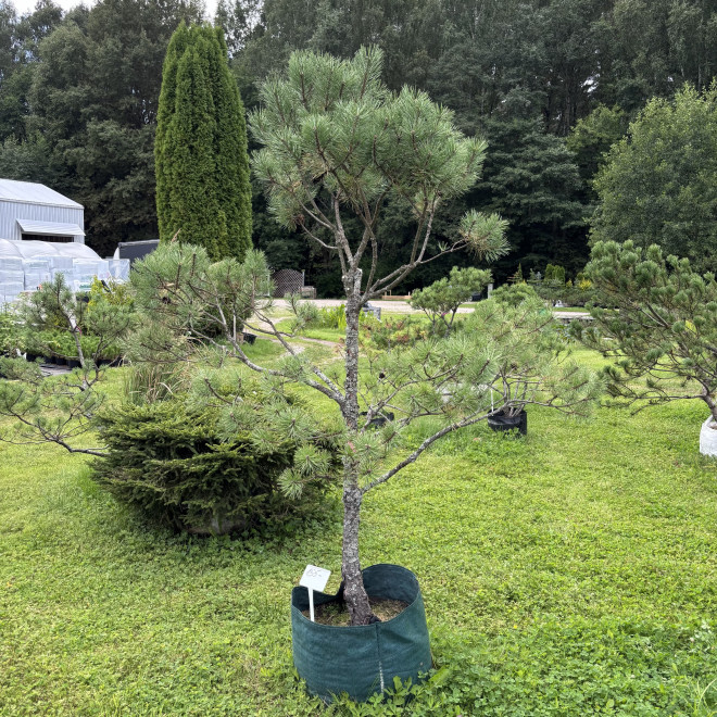 Pušis kalninė (Pinus mugo)  - formuota
