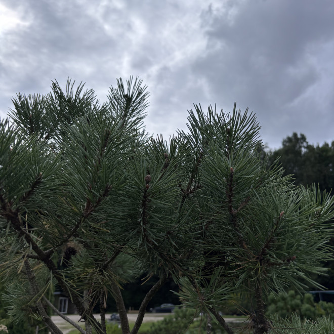 Pušis kalninė (Pinus mugo)  - formuota