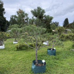 Pušis kalninė (Pinus mugo)  - formuota