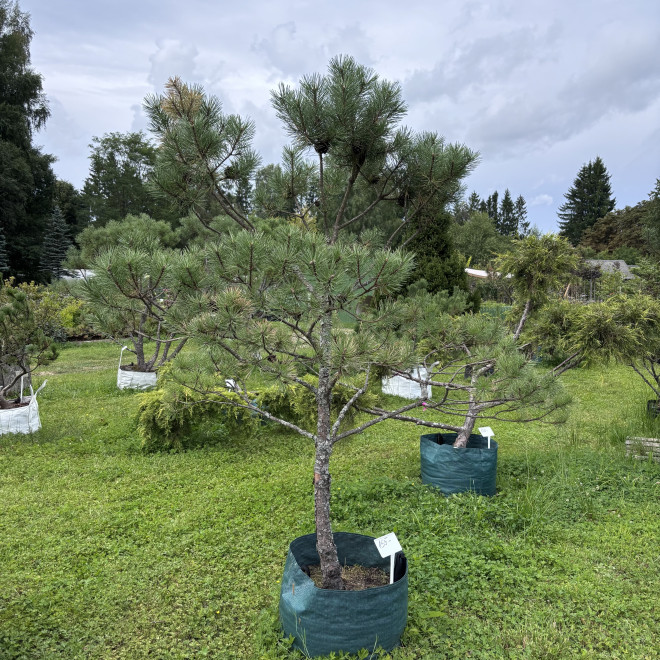 Pušis kalninė (Pinus mugo)  - formuota