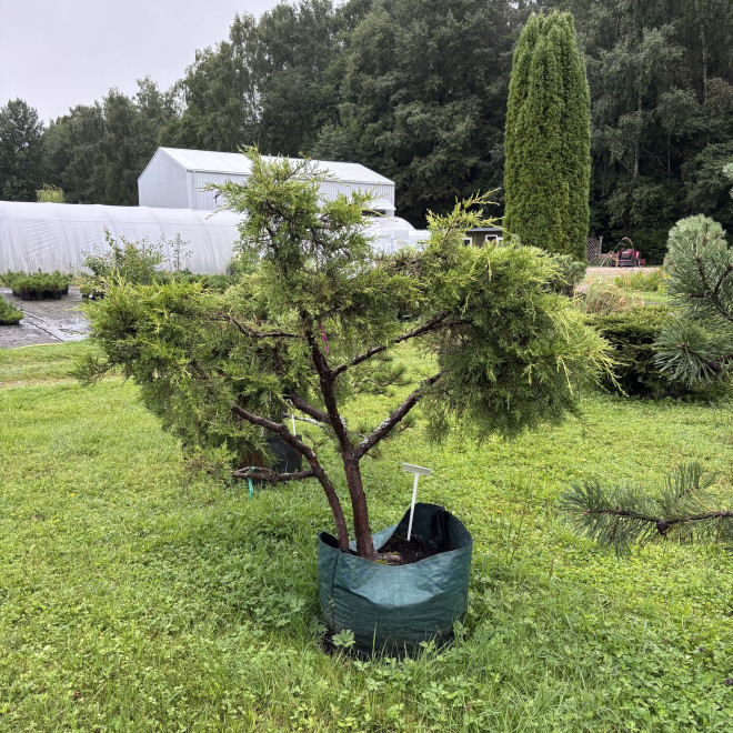 Kadagys (Juniperus) BONSAI formos