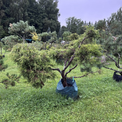 Kadagys (Juniperus) BONSAI formos