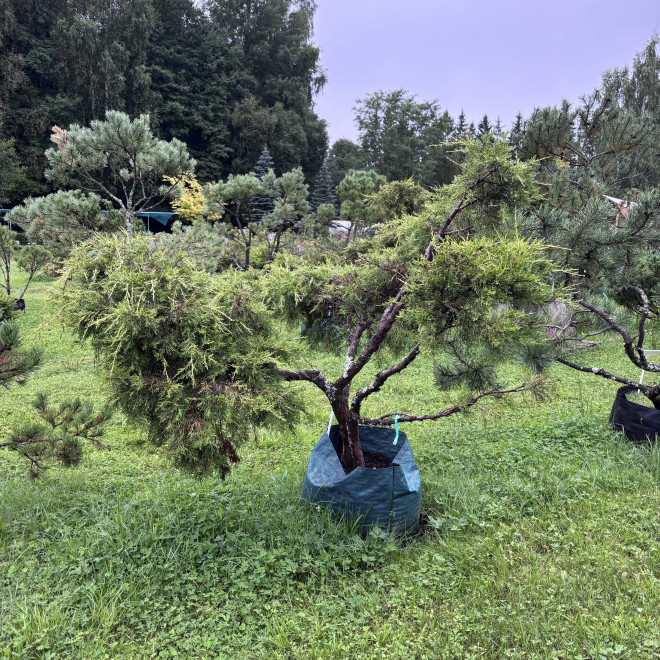 Kadagys (Juniperus) BONSAI formos