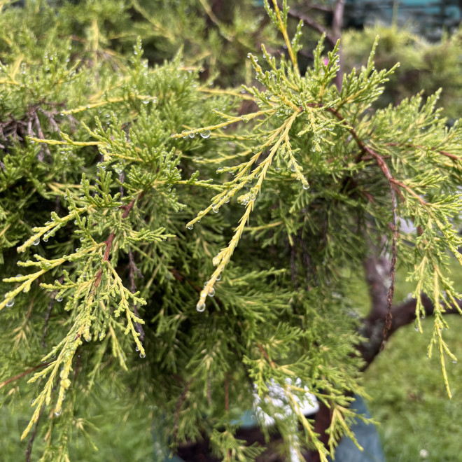 Kadagys (Juniperus) BONSAI formos