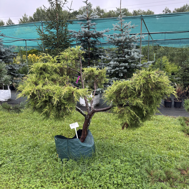 Kadagys (Juniperus) BONSAI formos