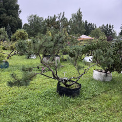 Pušis kalninė (Pinus mugo)  - formuota