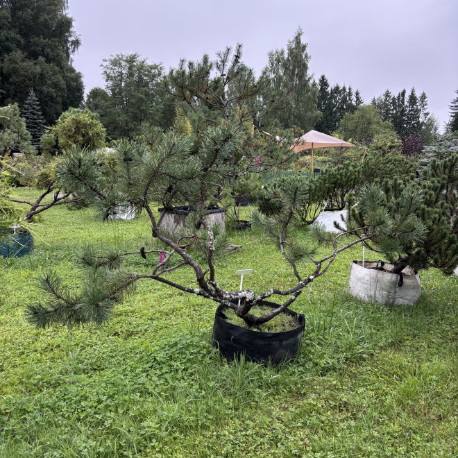 Pušis kalninė (Pinus mugo)  - formuota