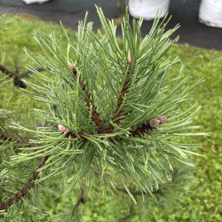 Pušis kalninė (Pinus mugo)  - formuota