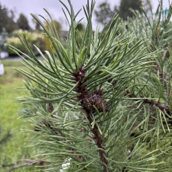 Pušis kalninė (Pinus mugo)  - formuota