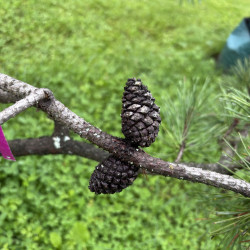 Pušis kalninė (Pinus mugo)  - formuota