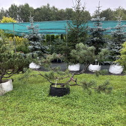 Pušis kalninė (Pinus mugo)  - formuota