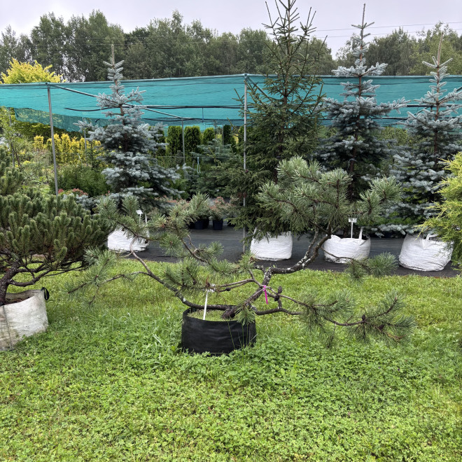 Pušis kalninė (Pinus mugo)  - formuota