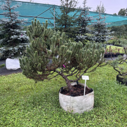 Pušis kalninė (Pinus mugo)  - formuota