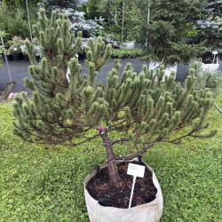 Pušis kalninė (Pinus mugo)  - formuota