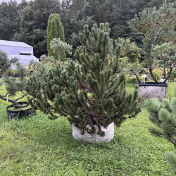Pušis kalninė (Pinus mugo)  - formuota