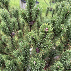 Pušis kalninė (Pinus mugo)  - formuota