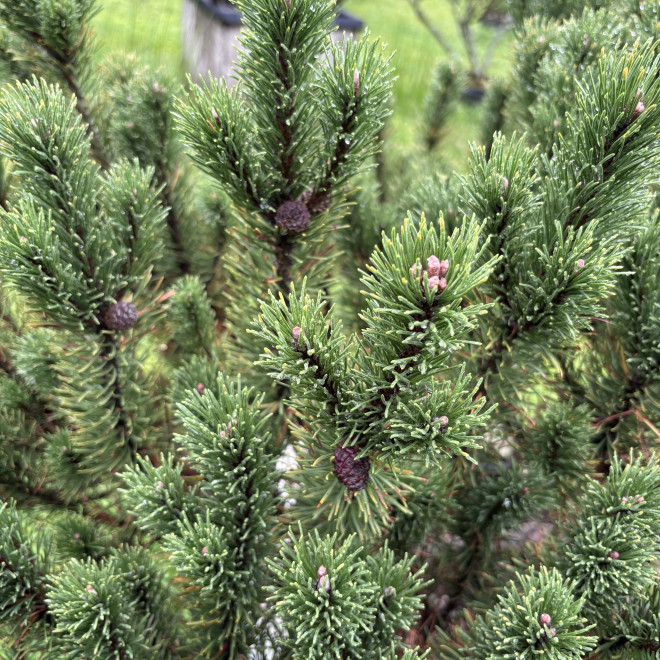Pušis kalninė (Pinus mugo)  - formuota