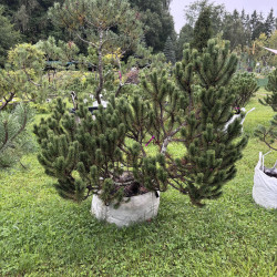 Pušis kalninė (Pinus mugo)  - formuota