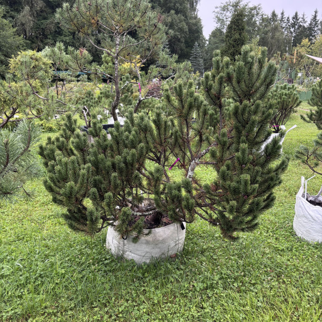 Pušis kalninė (Pinus mugo)  - formuota