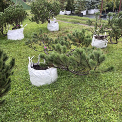 Pušis kalninė (Pinus mugo)  - formuota