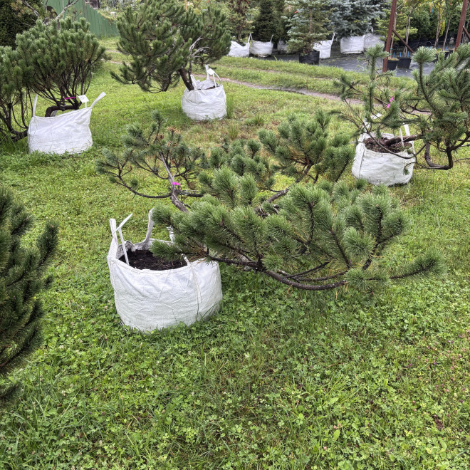 Pušis kalninė (Pinus mugo)  - formuota