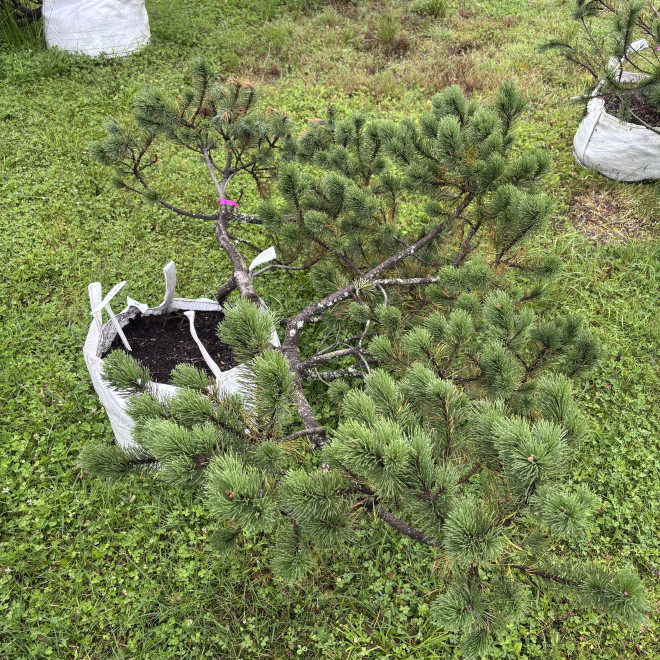 Pušis kalninė (Pinus mugo)  - formuota
