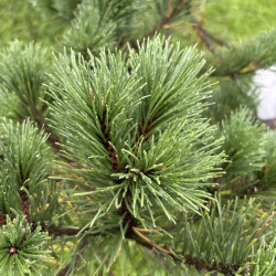 Pušis kalninė (Pinus mugo)  - formuota