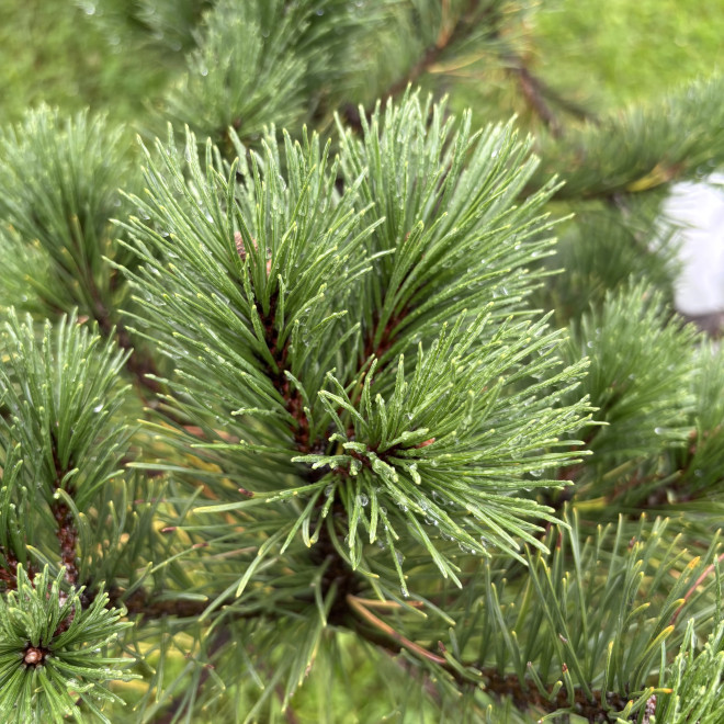 Pušis kalninė (Pinus mugo)  - formuota