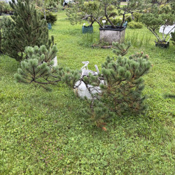 Pušis kalninė (Pinus mugo)  - formuota