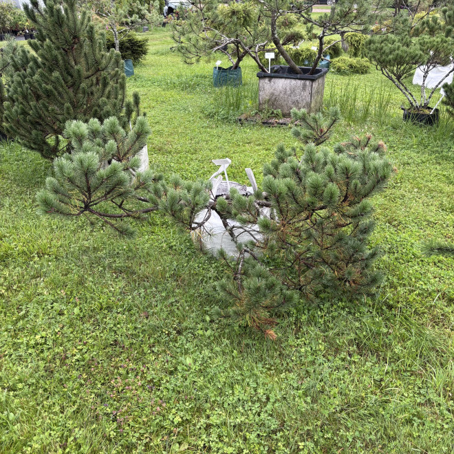 Pušis kalninė (Pinus mugo)  - formuota
