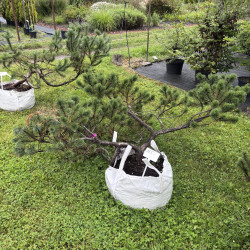 Pušis kalninė (Pinus mugo)  - formuota