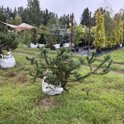 Pušis kalninė (Pinus mugo)  - formuota