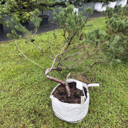 Pušis kalninė (Pinus mugo)  - formuota