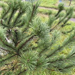Pušis kalninė (Pinus mugo)  - formuota